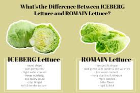 iceberg and romaine lettuce