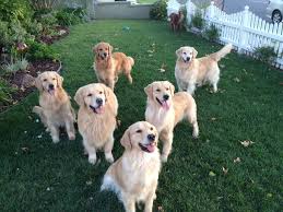 We are members of the golden retriever club of america, an akc breeder of merit, an akc bred with h.e.a.r.t. Home Autumnwind Golden Retrievers
