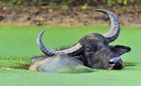 Animals use horns in a variety of ways and for various reasons. Which Animals Have Horns Worldatlas