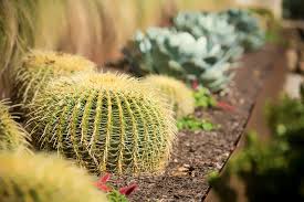Golden Barrel Cactus And Other Succulents