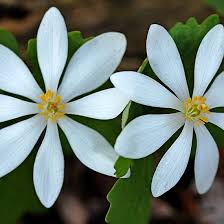 Try this wildflower identification site if you're still unsure of the name of your flower. Bloodroot Guelph Ontario Canada Art Photography Nature Naturelovers Flowers Wildflowers White Spring Artf Nature Photography Wild Flowers Nature Art
