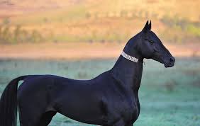 Image result for ахалтекинские лошади фото