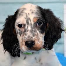 Find english setter puppies and breeders in your area and helpful english setter information. Abby English Setter Puppy 633295 Puppyspot