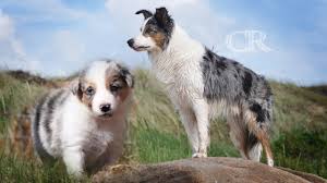 Time Lapse Puppy To Adult L Border Collie