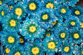 blue flower background for create