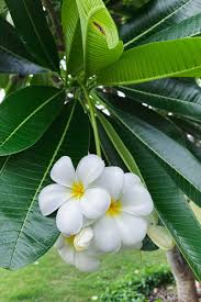 growing plumeria how to care for