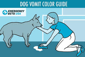 dog vomit color guide what do the