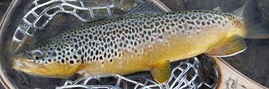 Hatch Charts Dry Fly Innovations