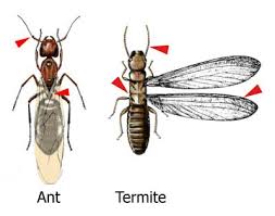 subterranean termite control