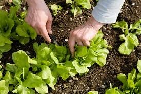 vegetables to plant in spring in las vegas