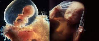 Fertilisasi adalah pembuahan yaitu suatu proses peleburan atau juga fusi dari gamet gamet haploid, berupa sel sperma dari laki laki dan juga sel ovum atau sel telur dari perempuan yang sudah matang. 22 Gambar Pertumbuhan Janin Dalam Perut Yang Menyentuh Kalbu Ah Kuasa Tuhan Sehebat Itu