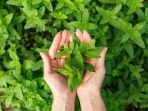 Does mint have side effects?