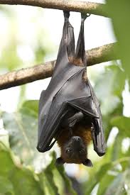Is it legal to have a pet bat? Uses For Bat Dung Or Bat Guano In The Garden