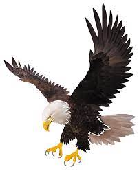 Millwood Pines Flying Eagle Wall Décor & Reviews | Wayfair