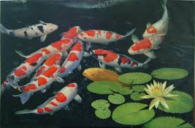 koi fish pond wallpapers top free koi