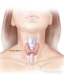 hyperthyroidism overactive thyroid