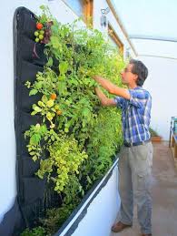 vertical gardening in greenhouses