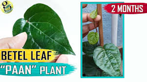 betel leaf plant at home how to grow
