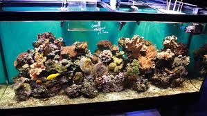 How To Set Up A Saltwater Aquarium In 10 Steps