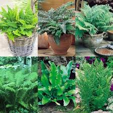 Five Diffe Fern Plants In Assorted