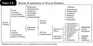 Classification Of Phylum Chordata With Characters Zoology