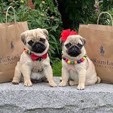 Amazing kc reg pug puppies for sale. Pugs Puppies For Sale Home Facebook