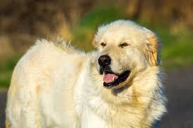 facts about great pyrenees