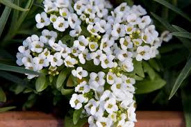 captivating facts about sweet alyssum