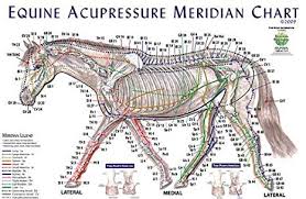 Equine Acupressure Meridian Composite Chart Horse Lake Forest Anatomicals Vet Models Lake Forest Anatomicals Vet Models
