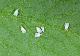 Whitefly How To Identify And Get Rid