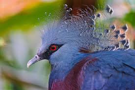 papua new guinea s incredible birdlife