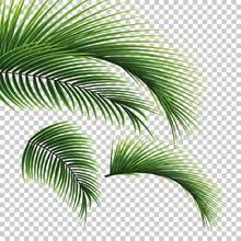 free clipart pictures of palm trees