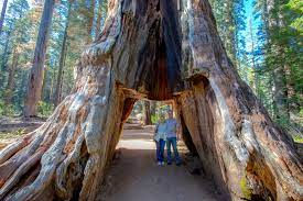 giant sequoia tunnel tree in