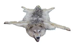 a siberian wolf skin rug with head