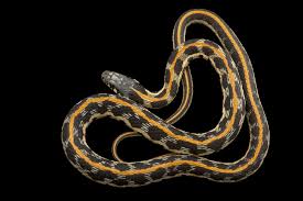 Sirtalis) endemic to the united. Photo Ark Blackneck Garter Snake National Geographic Society