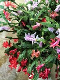 Grasp the end of the piece of cactus you are going to. Care Of Old Christmas Cactus What To When Christmas Cactus Is Getting Woody