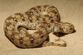 Are Australian Snakes The Deadliest In The World Not Even Close