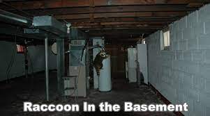 Rac In The Basement