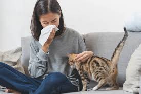living with pet allergies creating an