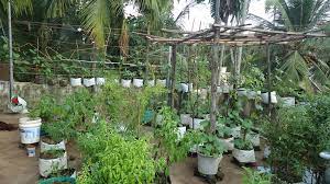 Urban Home Gardening Movement In Kerala