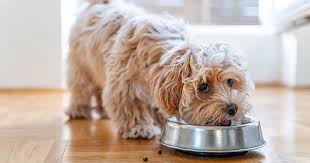 the best dog food in february 2024
