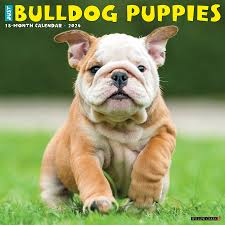 english bulldog puppies calendar 2024