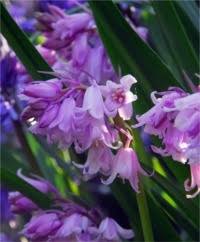 Hyacinthoides & Scilla - Flower Bulb Index