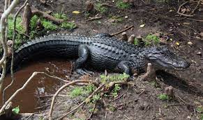 where can i see alligators in orlando