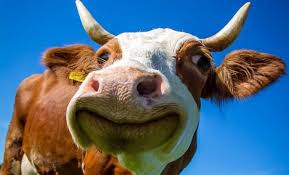 Image result for cute cows