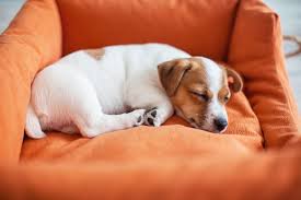 9 Dog Sleeping Positions And Behaviors