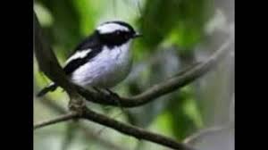It is found in the indian subcontinent and southeast asia. Suara Pikat Burung Decu Kembang