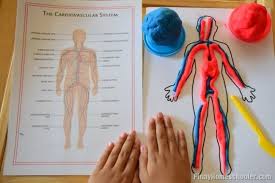 This coloring page is a derivative work. 16 Hands On Heart And Circulatory System Activities For Kids
