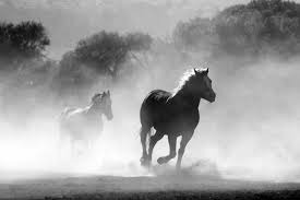 running horses black white royalty free