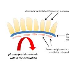 Intact Glomerular Filtration Barrier